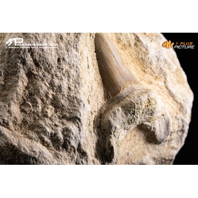 Dente fossile di Otodus Obliquus (In Matrice)