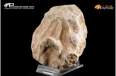 Dente fossile di Otodus Obliquus (In Matrice)