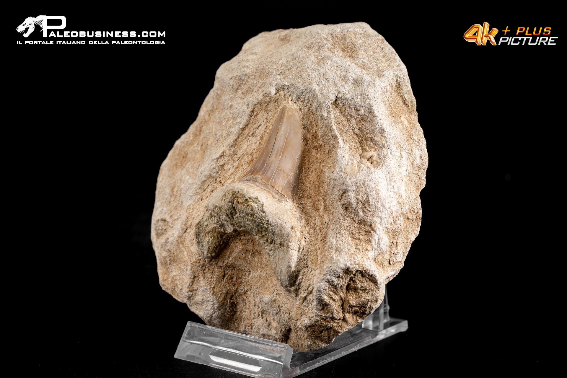 Dente fossile di Otodus Obliquus (In Matrice)
