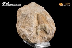 Dente fossile di Otodus Obliquus (In Matrice)