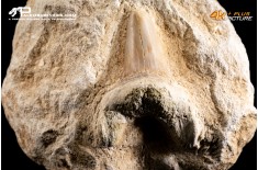 Dente fossile di Otodus Obliquus (In Matrice)