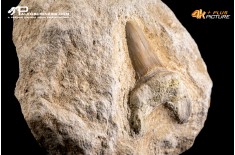 Dente fossile di Otodus Obliquus (In Matrice)