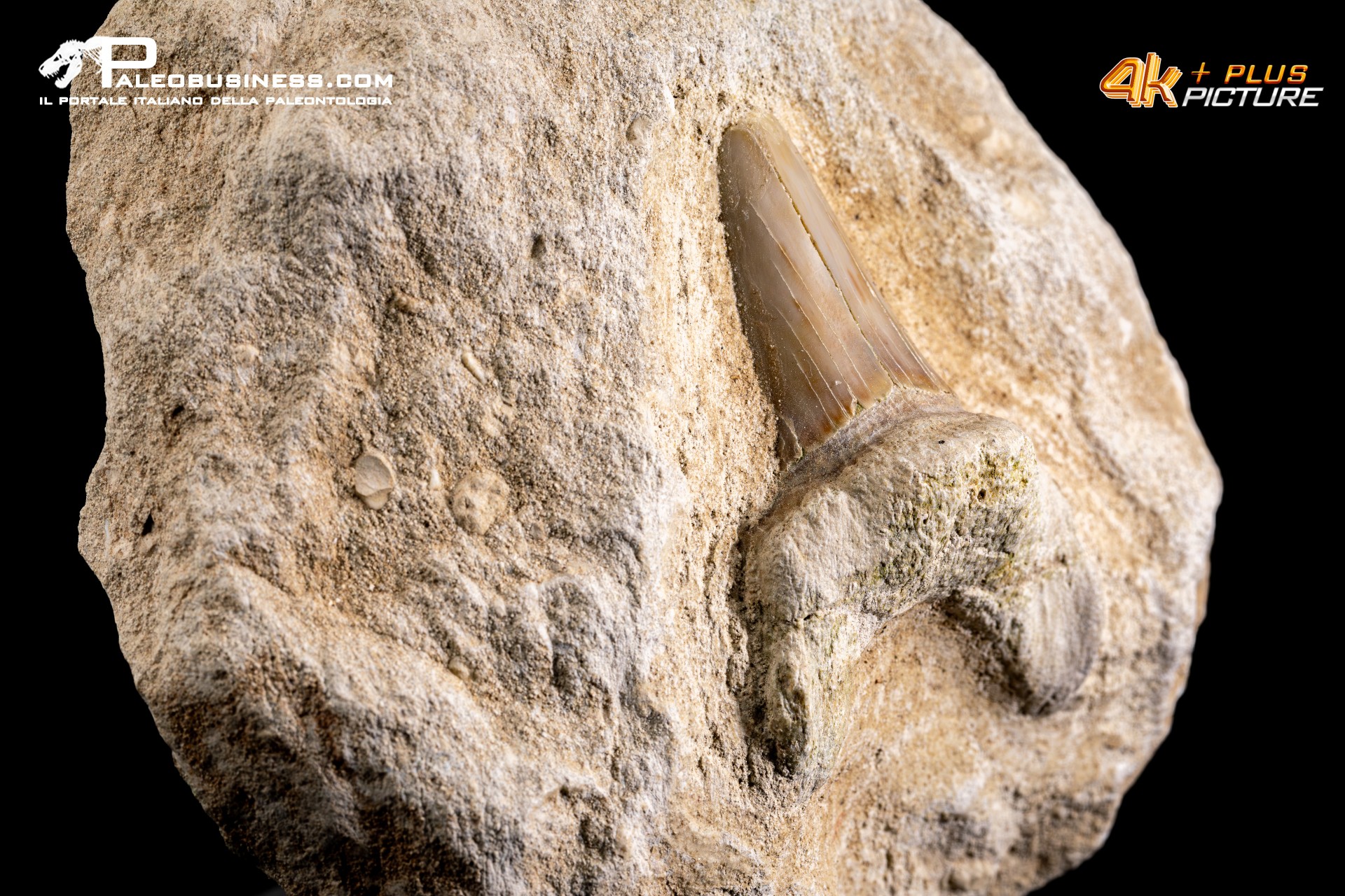Dente fossile di Otodus Obliquus (In Matrice)