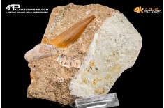 Dente fossile di Otodus Obliquus (In Matrice)