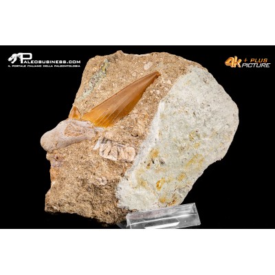 Dente fossile di Otodus Obliquus (In Matrice)
