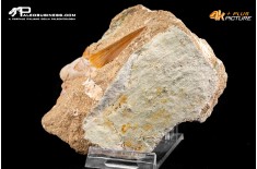 Dente fossile di Otodus Obliquus (In Matrice)