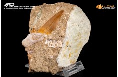 Dente fossile di Otodus Obliquus (In Matrice)