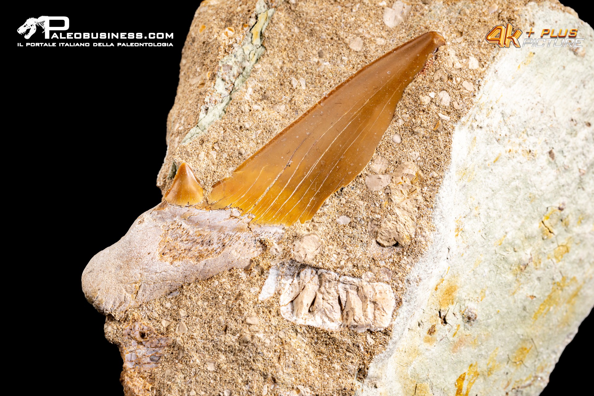 Dente fossile di Otodus Obliquus (In Matrice)
