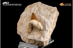 Dente fossile di Otodus Obliquus (In Matrice)