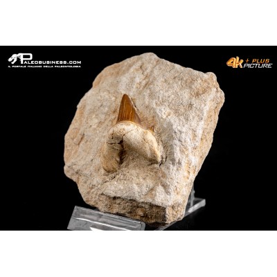 Dente fossile di Otodus Obliquus (In Matrice)
