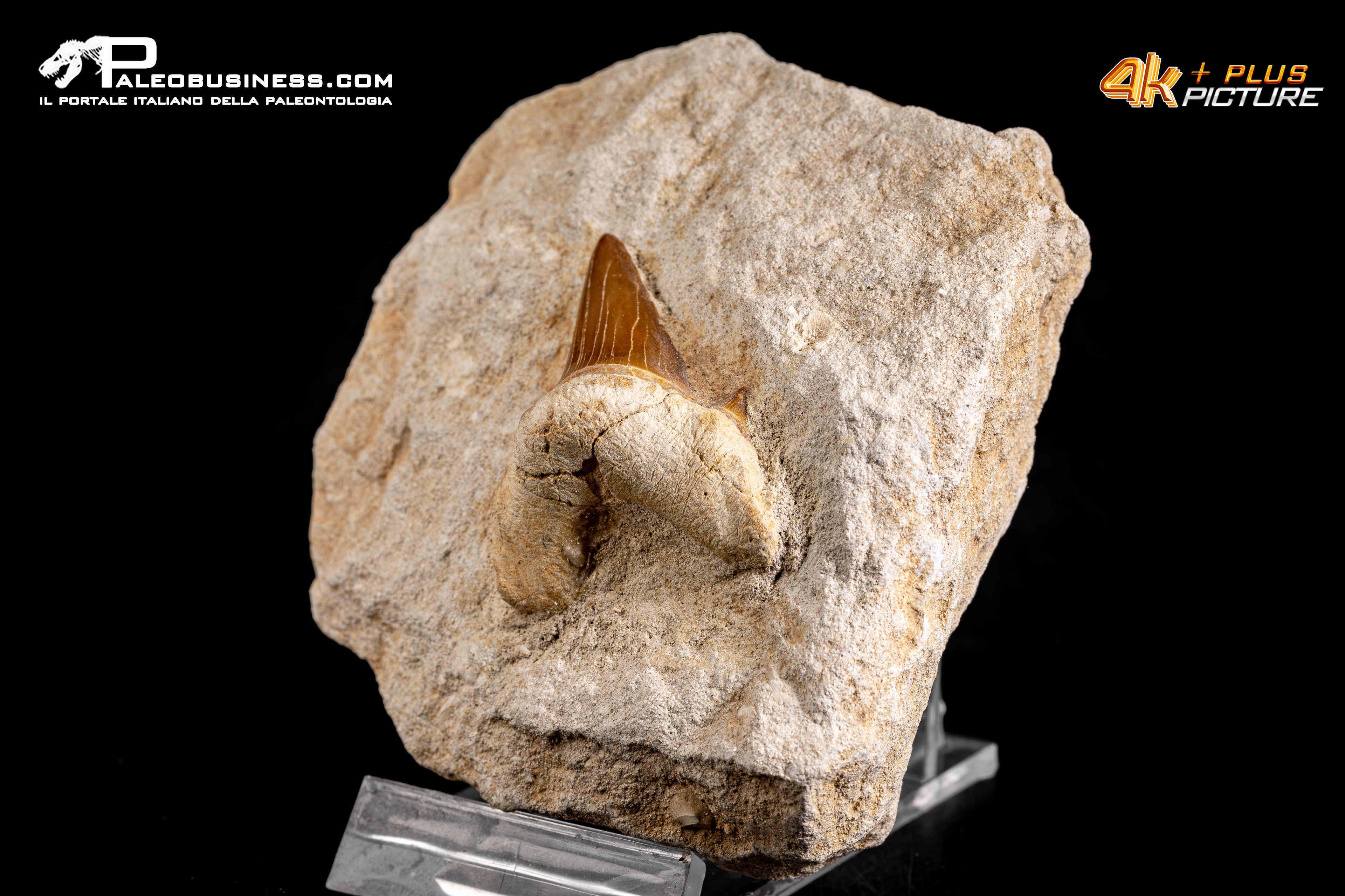 Dente fossile di Otodus Obliquus (In Matrice)