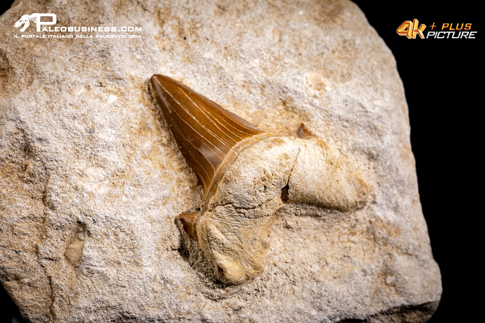 Dente fossile di Otodus Obliquus (In Matrice)