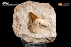Dente fossile di Otodus Obliquus (In Matrice)