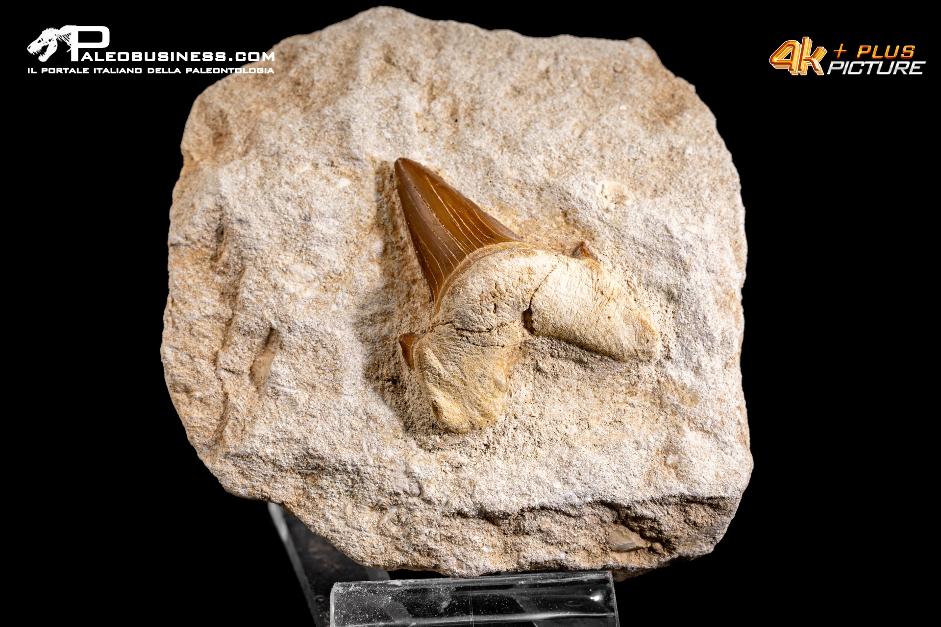Dente fossile di Otodus Obliquus (In Matrice)