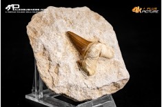 Dente fossile di Otodus Obliquus (In Matrice)