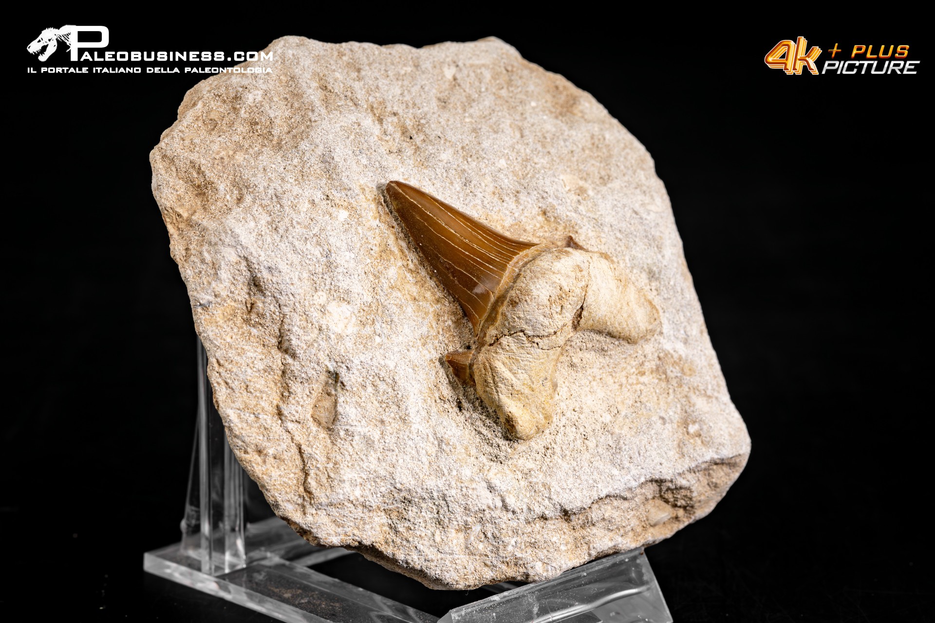 Dente fossile di Otodus Obliquus (In Matrice)