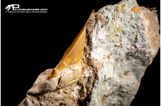 Dente fossile di Otodus Obliquus (In Matrice)