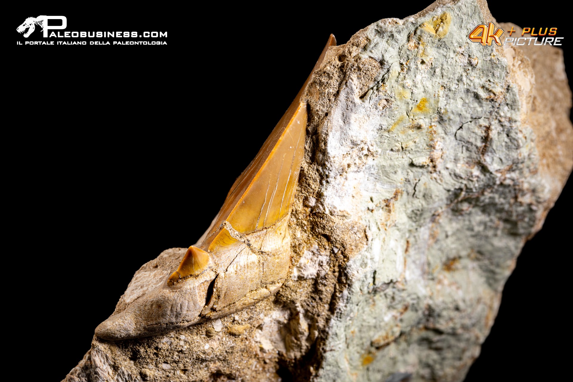 Dente fossile di Otodus Obliquus (In Matrice)
