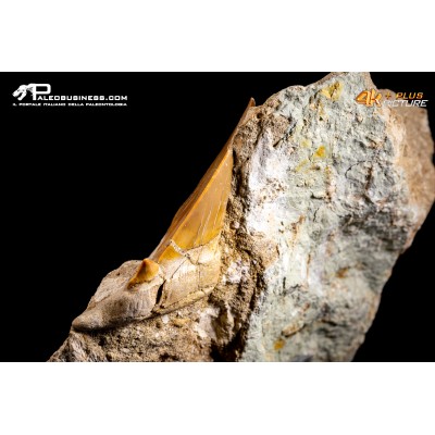 Dente fossile di Otodus Obliquus (In Matrice)