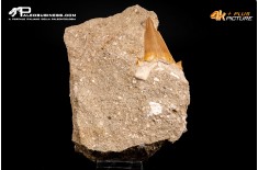 Dente fossile di Otodus Obliquus (In Matrice)