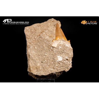 Dente fossile di Otodus Obliquus (In Matrice)