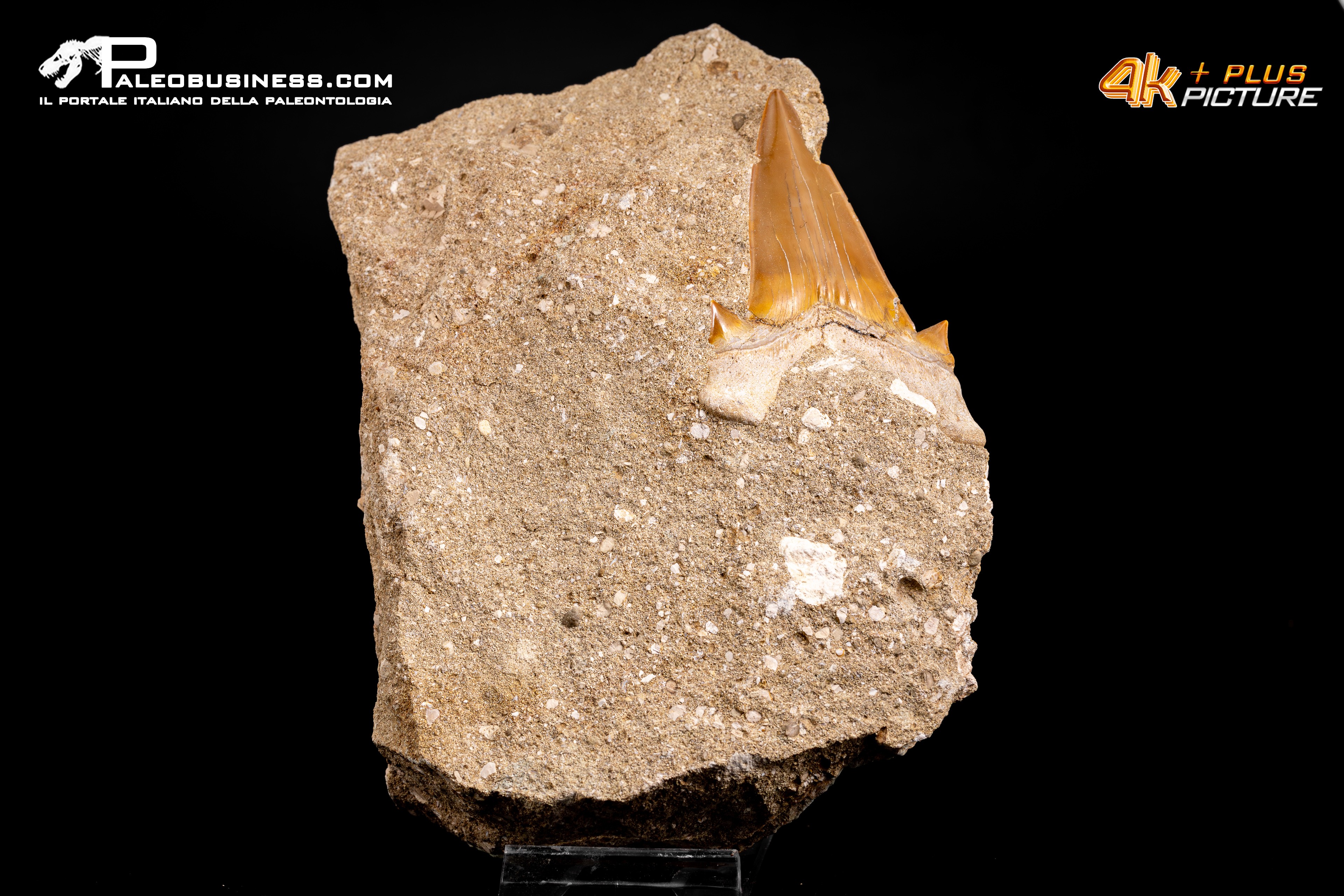 Dente fossile di Otodus Obliquus (In Matrice)