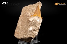 Dente fossile di Otodus Obliquus (In Matrice)