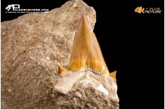 Dente fossile di Otodus Obliquus (In Matrice)