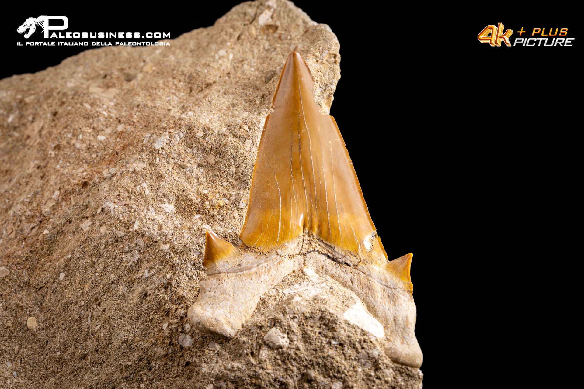 Dente fossile di Otodus Obliquus (In Matrice)
