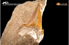 Dente fossile di Otodus Obliquus (In Matrice)