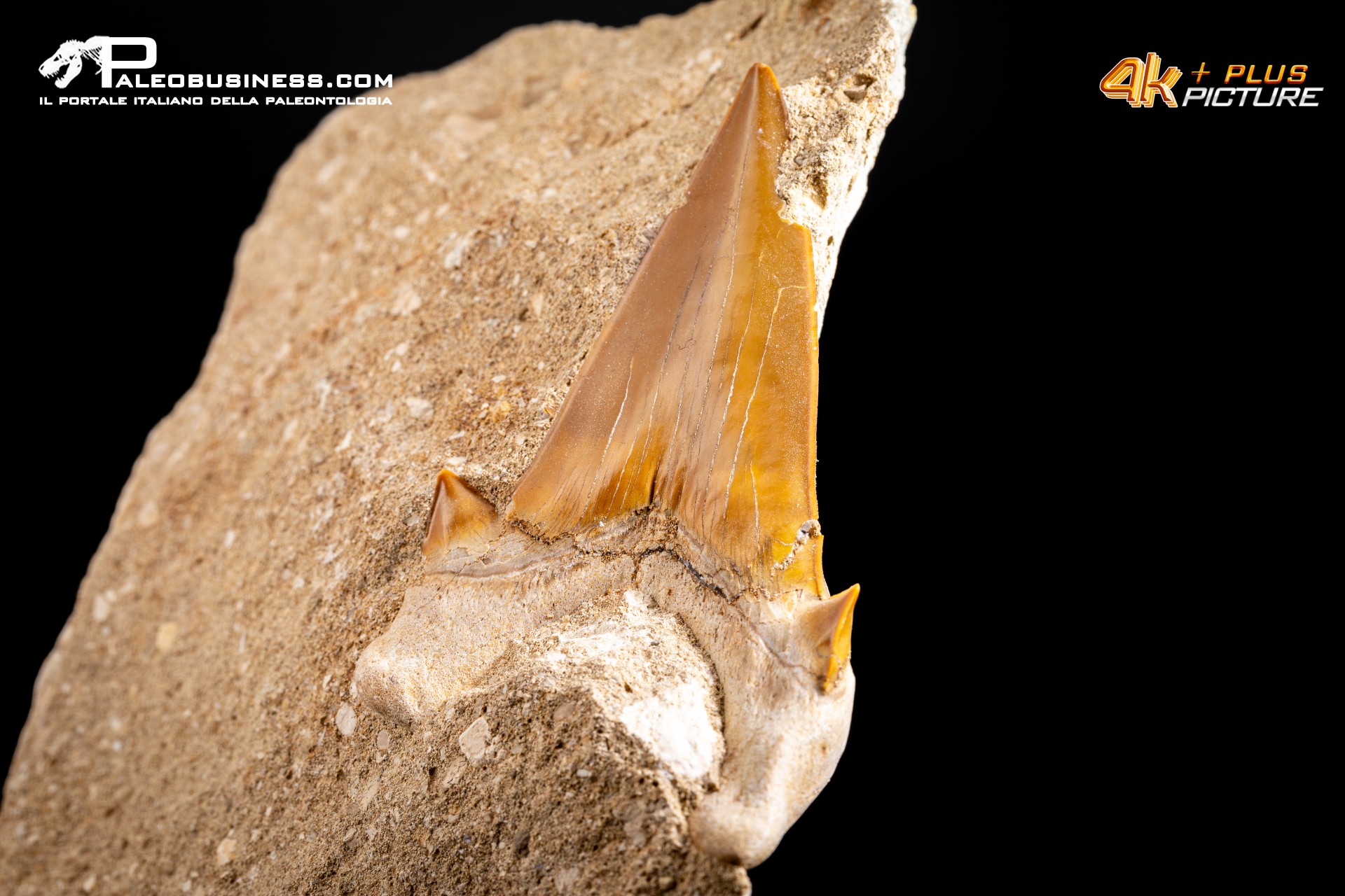 Dente fossile di Otodus Obliquus (In Matrice)