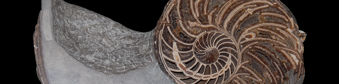 Nautilus fossili autentici in vendita – Paleobusiness