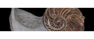 Nautilus