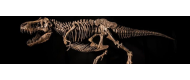 Dinosauri