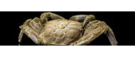 Crostacei