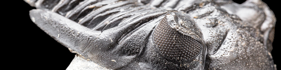 Trilobiti fossili autentici in vendita – Paleobusiness