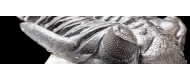 Trilobiti