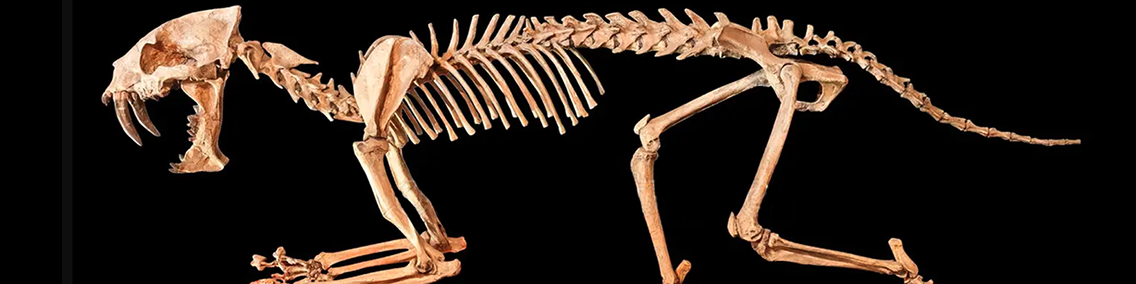 Mammiferi fossili autentici in vendita – Paleobusiness
