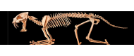 Mammiferi