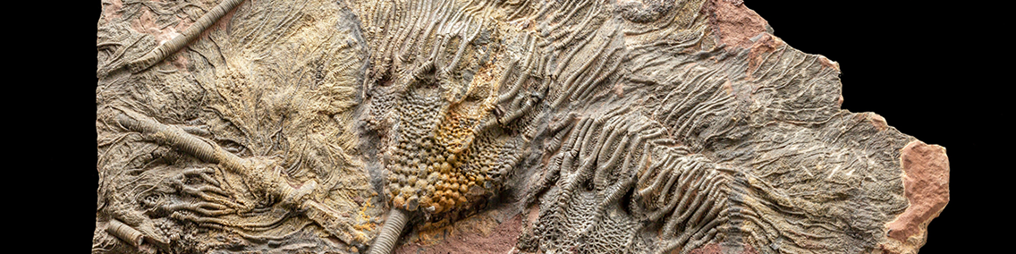 Echinoidi fossili autentici in vendita – Paleobusiness