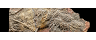 Echinoidi