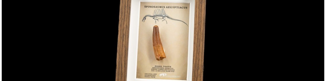 Fossili in cornice da esposizione | Paleobusiness