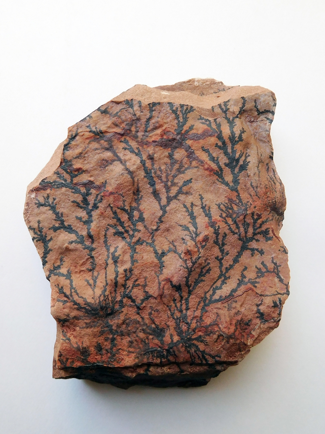 Sembra un fossile ma non lo è? I 5 falsi positivi più comuni