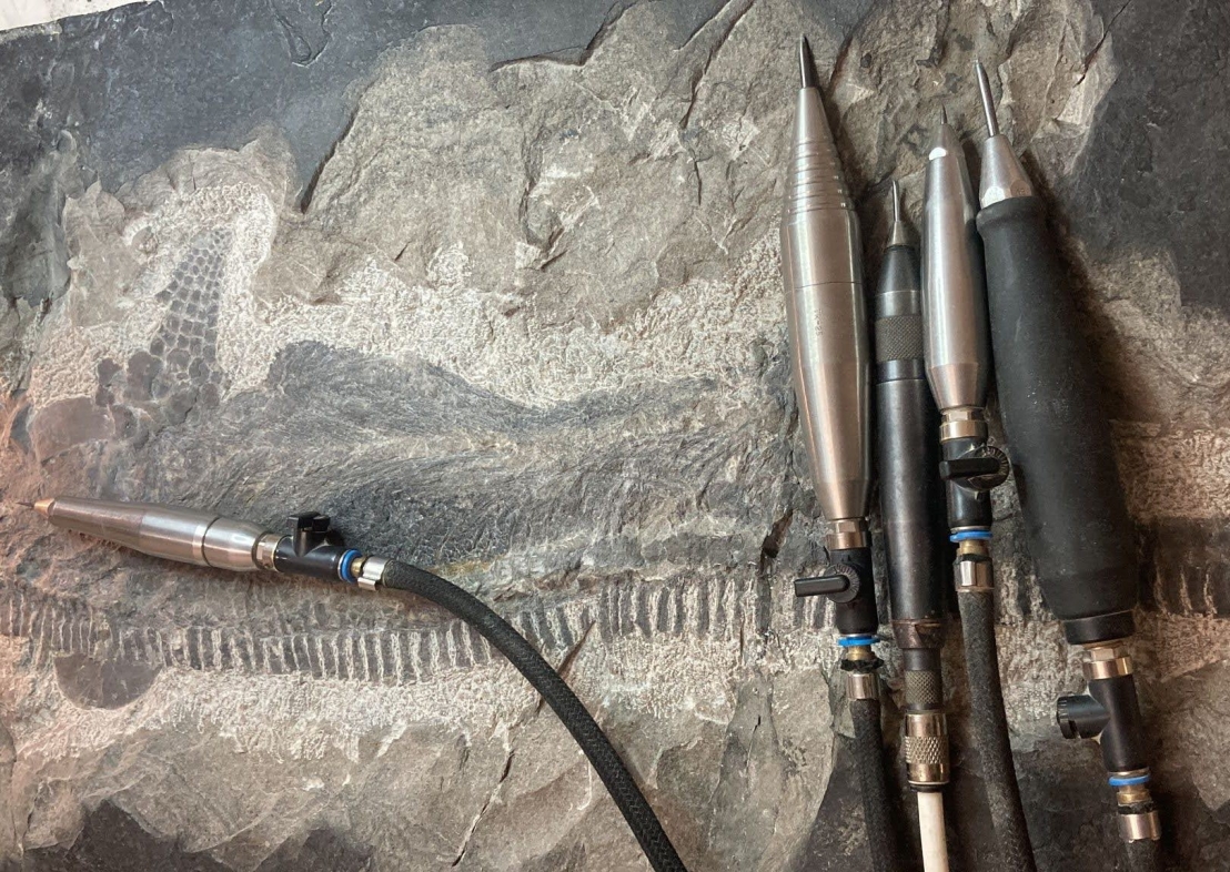 Pulizia, restauro e conservazione dei fossili: guida per appassionati e collezionisti