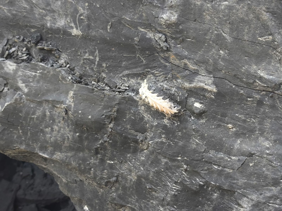 Perché trovare un fossile è molto più difficile di quanto sembra