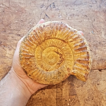 La tua prima ammonite: 5 segnali di qualità (e come leggerla)
