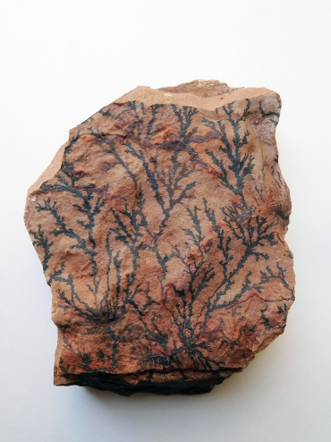 Sembra un fossile ma non lo è? I 5 falsi positivi più comuni