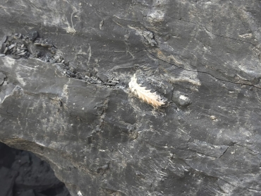 Perché trovare un fossile è molto più difficile di quanto sembra