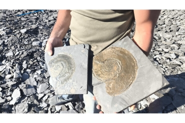 Holzmaden e il Posidonienschiefer: perché i fossili del Giurassico tedesco sono un caso di scuola